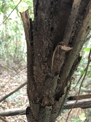 Cyathea corcovadensis