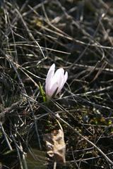 Colchicum bulbocodium versicolor