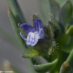 Linaria micrantha