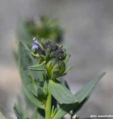 Linaria micrantha