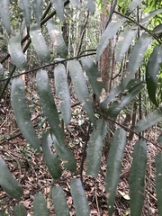 Cyathea corcovadensis