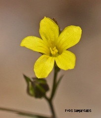 Linum corymbulosum
