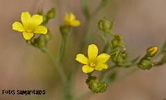 Linum corymbulosum