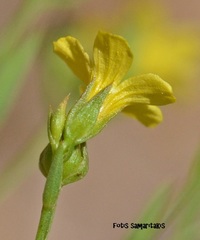 Linum corymbulosum