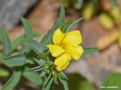 Linum nodiflorum