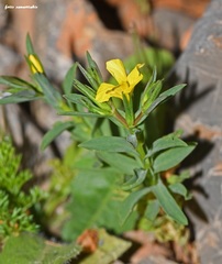 Linum nodiflorum