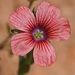 Linum pubescens sibthorpianum - Photo (c) fotis-samaritakis, some rights reserved (CC BY-NC), uploaded by fotis-samaritakis