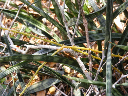 Ceylon bowstring-hemp (Sansevieria zeylanica)
