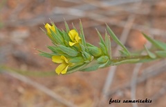 Linum strictum