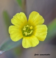Linum trigynum