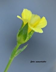 Linum trigynum