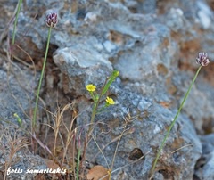 Linum trigynum