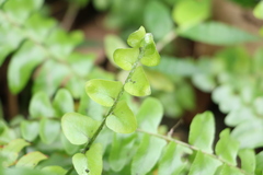 Nephrolepis copelandii