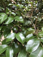Psidium myrtoides