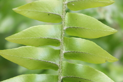 Nephrolepis copelandii