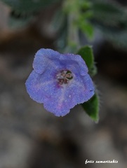 Lithodora hispidula