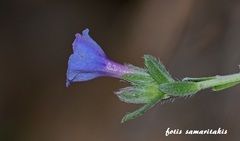 Lithodora hispidula