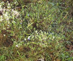 Lithodora hispidula