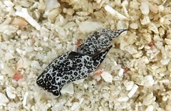 Aglajidae