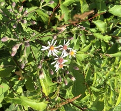Eurybia radulina