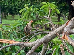 Gallus gallus domesticus