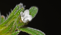 Buglossoides arvensis sibthorpianum