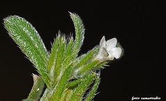 Buglossoides arvensis sibthorpianum