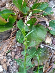 Polygala polygama