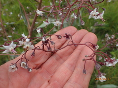 Afrotysonia glochidiata