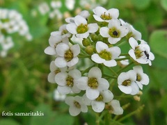 Lobularia maritima maritima