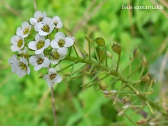 Lobularia maritima maritima