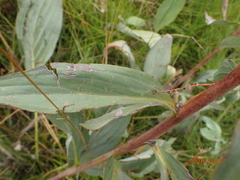 Afrotysonia glochidiata