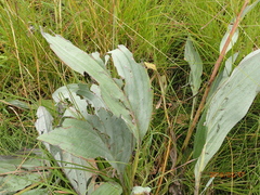 Afrotysonia glochidiata