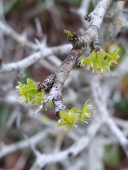 Pseudoziziphus celata