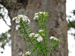 Pimelea longifolia