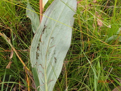 Afrotysonia glochidiata