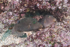 Canthigaster punctatissima