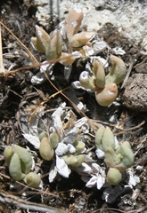 Trichodiadema occidentale