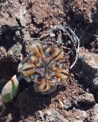 Trichodiadema occidentale