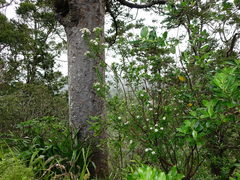 Pimelea longifolia