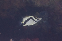 Prognathodes carlhubbsi