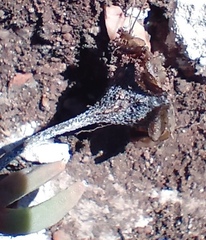 Trichodiadema occidentale