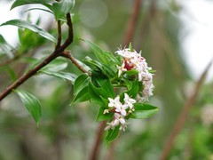 Pimelea longifolia