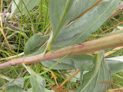 Afrotysonia glochidiata