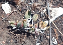 Trichodiadema occidentale