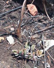 Trichodiadema occidentale