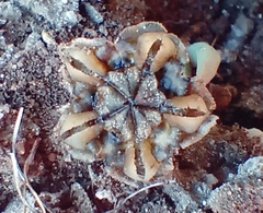 Trichodiadema occidentale