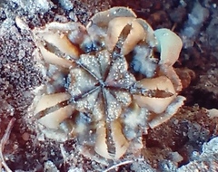 Trichodiadema occidentale