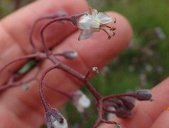 Afrotysonia glochidiata