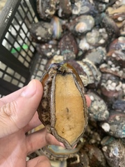 Haliotis diversicolor